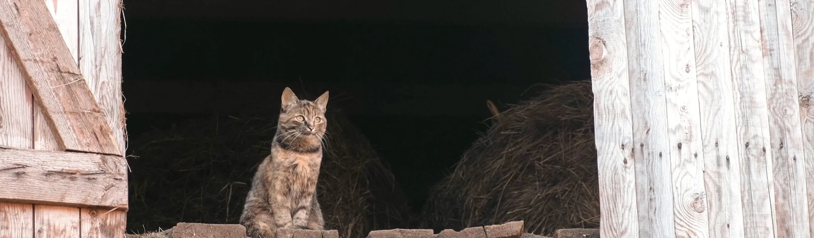 Cat in a barn